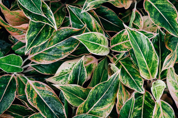 Closeup green fresh leaves of Aglaonema background