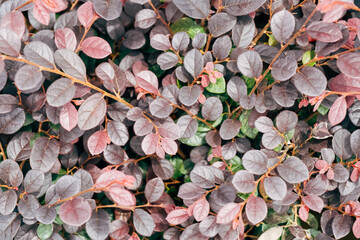 Closeup Purple Daydream Dwarf Loropetalum leaves background