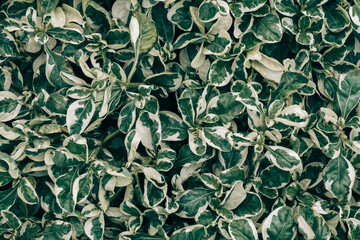 Closeup green and white Hedera canariensis variegata leaves background