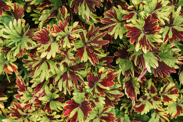 Closeup colorful Coleus Forskohlii or Painted Nettle Plectranthus scutellarioides leaves background