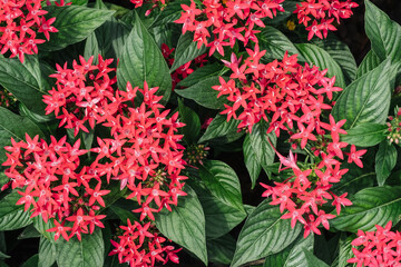 Closeup red Ixora flowers background