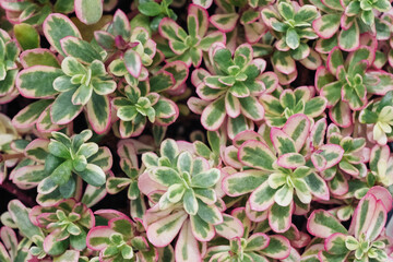 Closeup green and pink Sedum Spurium Tricolor leaves background