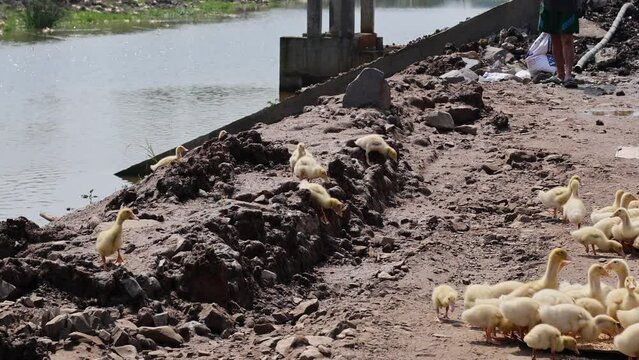 Ducklings Crossing a Muddy Path