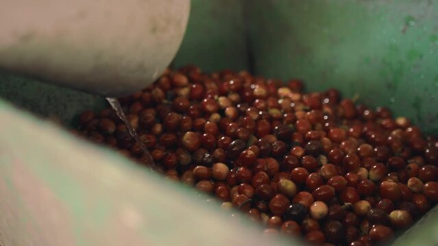 Coffee Cherries Process of Cleaning and rinsing
