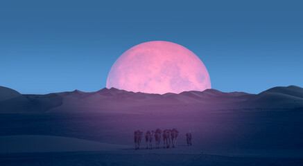 Camel caravan in the desert at sunrise - Beautiful sand dunes in the Sahara desert at sunrise with super full moon - Sahara, Morocco 