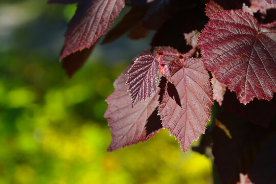 Branch with red-leaved hazel leaves.