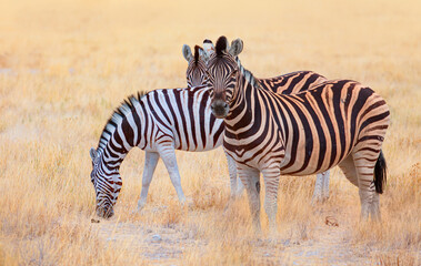 Fototapeta na wymiar Zebra standing in yellow grass on Safari watching, Africa savannah - Etosha National Park, Namibia