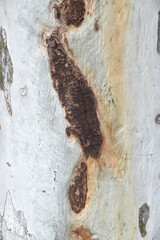 Eucalyptus tree bark texture, Bark of eucalyptus tree, seamless texture, a eucalyptus tree bark texture background image