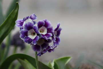 Flowering primrose in the garden.