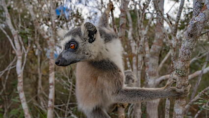Fototapeta premium Cute ring-tailed lemur catta is sitting on a tree, holding onto branches with his paws. The head is turned in profile, the animal looks carefully to the side. Fluffy beige fur, bright orange eyes. 