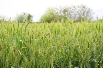 Obraz premium Green wheat field close up image, Green Wheat whistle, Wheat bran fields, agriculture, wheat field Pakistan, closeup of green cereal field