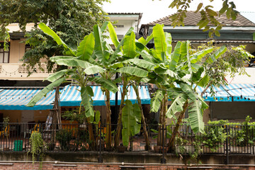 Banana trees in the Chinatown in Bangkok city, Thailand 