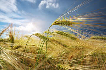 Meadow of green wheat in mountain. - 777965501