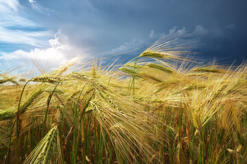 Meadow of wheat. - 777965507