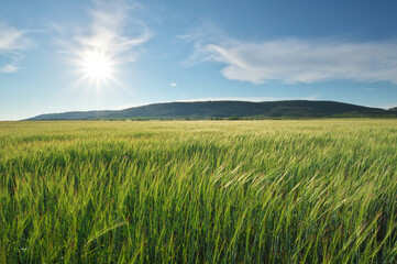 Fototapeta na wymiar Meadow of green wheat in mountain.