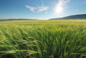 Meadow of green wheat in mountain. - 777965541