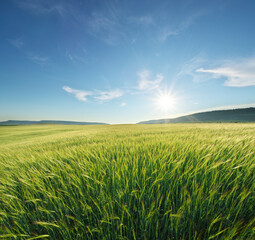 Meadow of green wheat in mountain. - 777965564