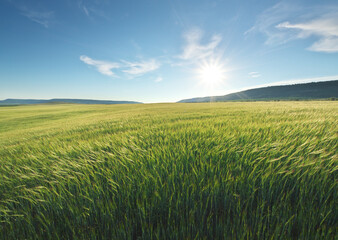 Meadow of green wheat in mountain. - 777965572