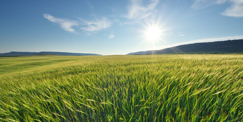 Meadow of green wheat in mountain. - obrazy, fototapety, plakaty