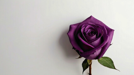 purple rose flowers in the white  backgorund with text copy big empty space in the middle for copy...