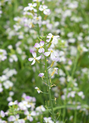 Radish Flower. small Radish blossom flowers. Closeup colorful radish flower with green leaves in the spring, spring blossom