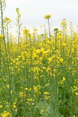 Mustard flower field is full blooming, yellow mustard field landscape industry of agriculture, mustard flowers closeup photo