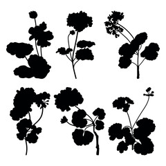 Geranium flower plant silhouette stencil templates - 777971319