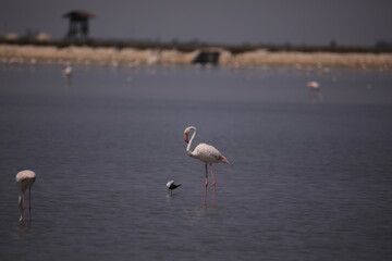 flamingos in the water