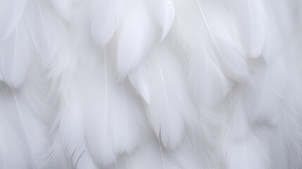 Obraz premium white feathers texture ,background
