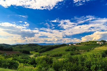 The beautiful vineyard of Collio, Friuli Venezia-Giulia, Italy - obrazy, fototapety, plakaty