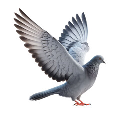 Isolated Pigeon on a Clear PNG Canvas, Generative AI
