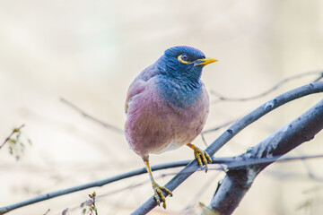 Locust Starling (Myna) in spring