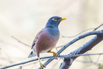 Locust Starling (Myna) in spring