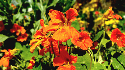 nasturtium or Tropaeolum spring flower 