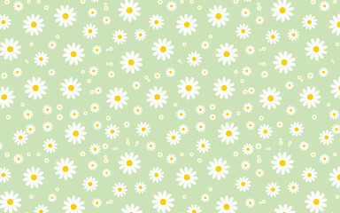 white daisies on soft green background for wallpaper or background PNG
