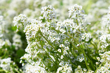 Sweet Alyssum or lobularia maritima, close-up image of tiny white flowers of Alyssum maritimum, common name sweet alyssum blooming in the garden