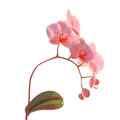 A pink flower in a vase