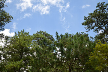 sky and trees