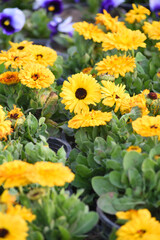 Obraz premium yellow Calendula officinalis flower in garden, Pot Marigold, Ruddles, Mary's gold or Scotch marigold is a flowering plant in the daisy family Asteraceae, Calendula flower closeup