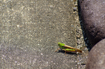 日本のバッタ（トノサマバッタ）
