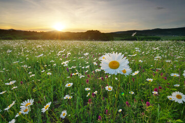 Spring camomile meadow in mountain on the sunset - 777981311