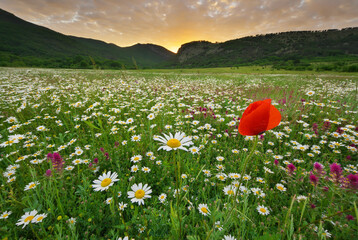 Spring camomile meadow in mountain on the sunset