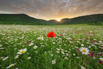 Spring camomile meadow in mountain on the sunset - 777981331