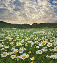 Spring camomile meadow in mountain on the sunset. - 777981349