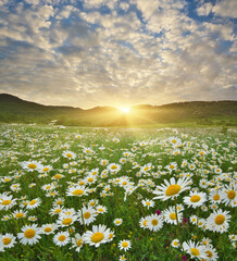 Spring camomile meadow in mountain on the sunset. - 777981359
