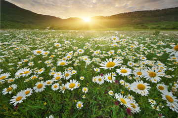 Spring camomile meadow in mountain on the sunset. - 777981363
