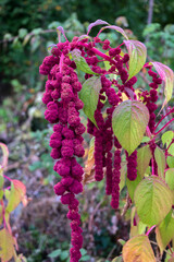 Red Amaranthus flowers (pony tails)