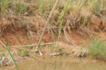 rice plant in the water