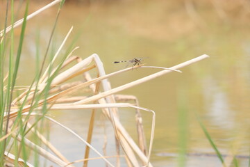 dragonfly on a dry grass - Powered by Adobe