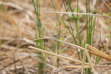 dragonfly on leaf